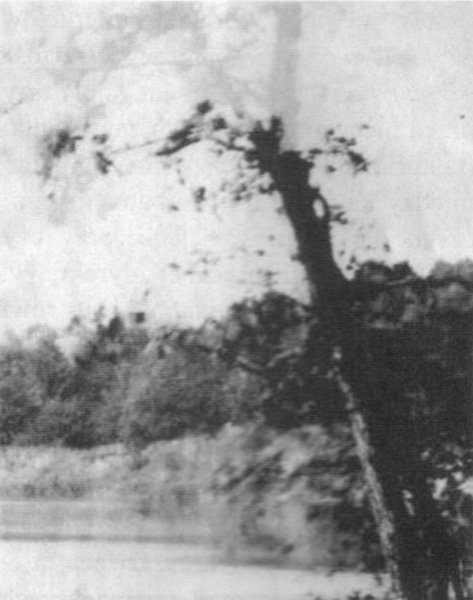 Cущность дерева