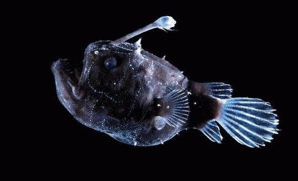 Марианская впадина: факты впечатляют