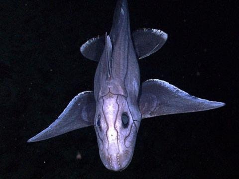 Марианская впадина: факты впечатляют