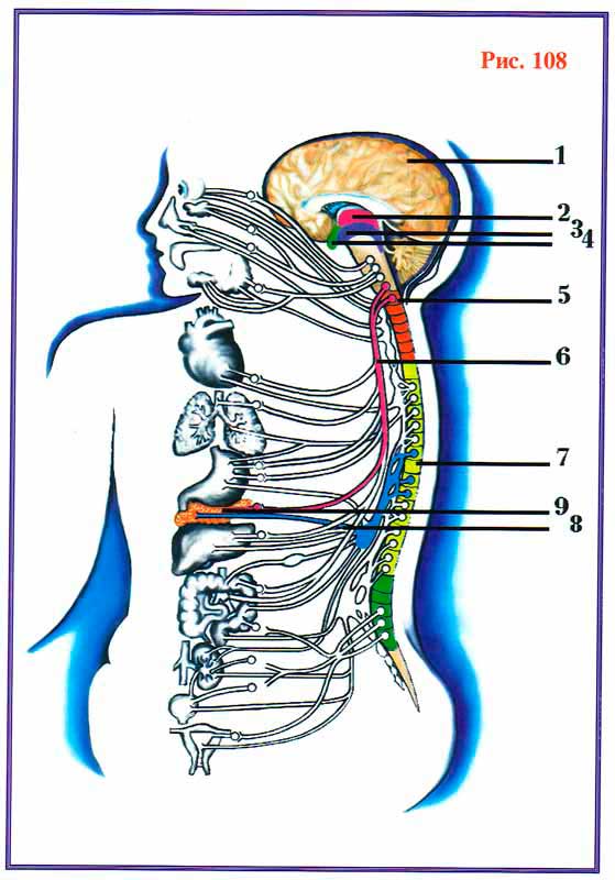 Причины, механизмы появления и развития заболе-ваний