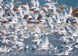 Почему птицы не сталкиваются друг с другом в полёте?