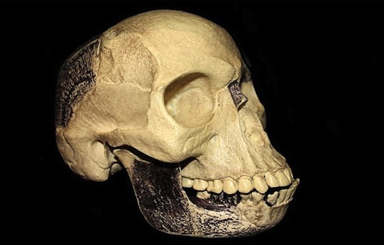 Череп пилтдаунского человека