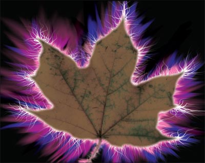 Ученым удалось сделать фотографию СУЩНОСТИ маленького зернышка лютика